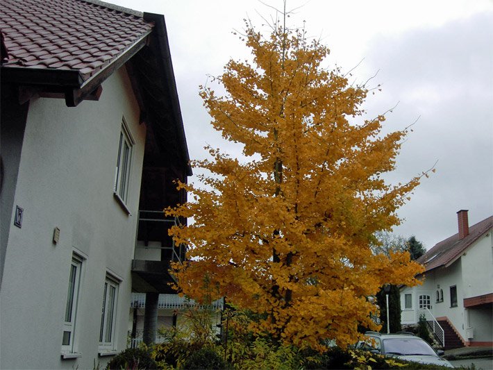 Chinesischer Gingkobaum mit leuchtend orange-gelben Blättern im Herbst mit Säulenform-Silhouette in einem Vorgarten