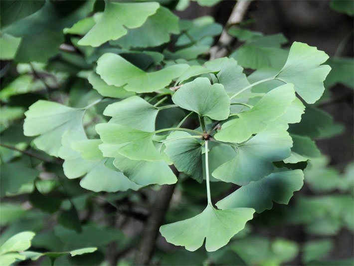 Ast mit Gingkoblättern