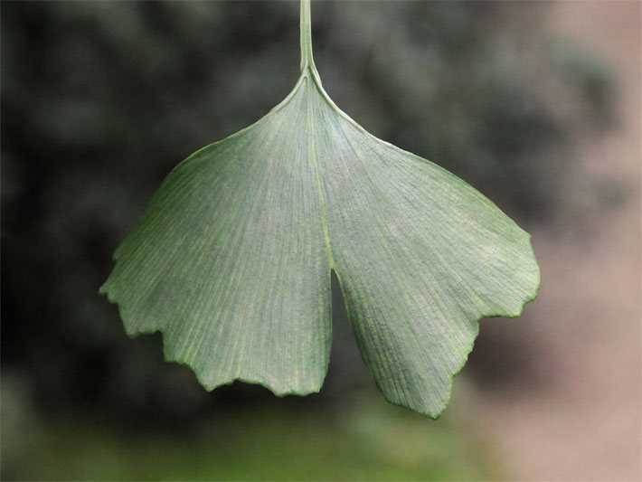 Fächerförmiges Gingkoblatt mit unscharfem Hintergrund