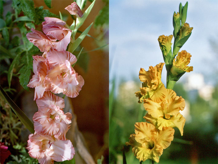 Weiß-dunkel-rote und gelbe Garten-Gladiolen, botanischer Name Gladiolus x hortulanus