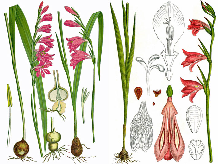 Botanische Illustrationen von einer Sumpf-Gladiole / Sumpf-Siegwurz (Gladiolus palustris) aus dem Buch von Prof. Dr. Otto Wilhelm Thomé - Flora von Deutschland, Österreich und der Schweiz - von 1885, Gera, Deutschland und dem Buch von Johann Georg Sturm - Deutschlands Flora in Abbildungen - von 1796