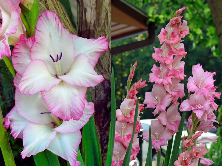 Weiße und rosa umrandete sowie pink-violette Blueten von zwei Garten-Gladiolen, botanischer Name Gladiolus x hortulanus