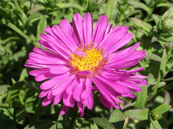 Rosa-violett blühende Glattblatt-Aster, botanischer Name Aster novi-belgii, mit gelber Blüten-Mitte in einem Blumenkasten