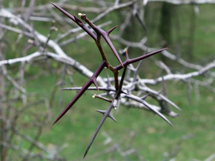 Äste und Zweige einer Amerikanischen Gleditschie ohne Blätter im Frühling mit Dornen, die auch Falscher Christusdorn genannt wird.