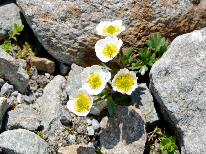Gletscher-Hahnenfuß, botanischer Name Ranunculus glacialis, mit weißen Blütenblättern und grün-gelber Blüte zwischen Felsen in einem Steingarten