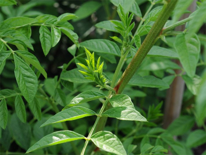 Grüne Blätter einer Lakritze-Pflanze, die auch Süßholz genannt wird