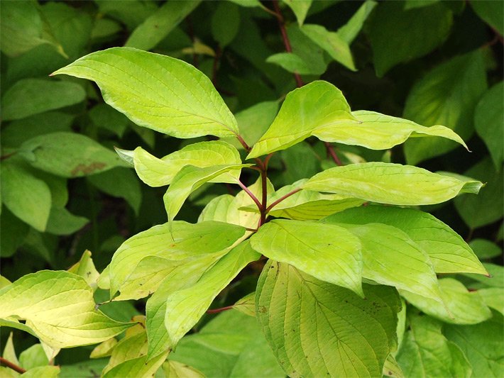 Leuchtend gelb-grün gefärbte Blätter von einem Gold-Hartriegel der Sorte Aurea, botanischer Name Cornus alba