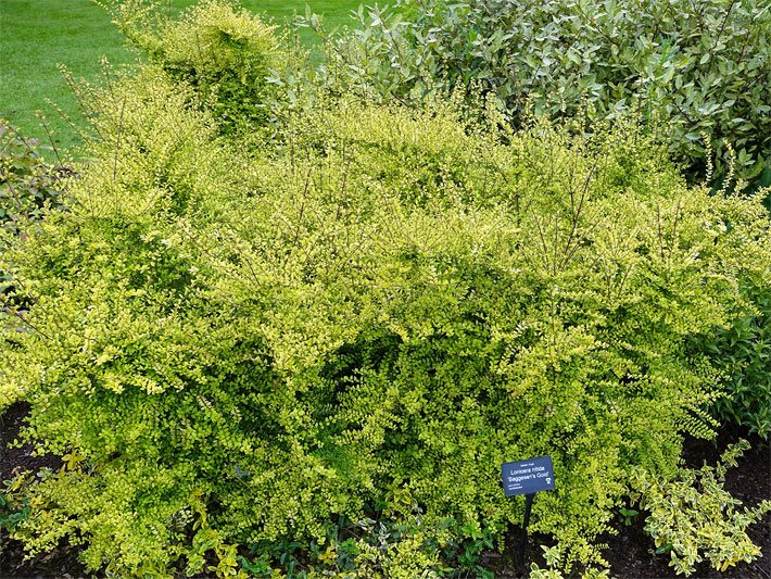 Immergrüne Gold-Heckenkirsche der Sorte Baggesen's Gold, botanischer Name Lonicera ligustrina var. yunnanensis oder Lonicera nitida