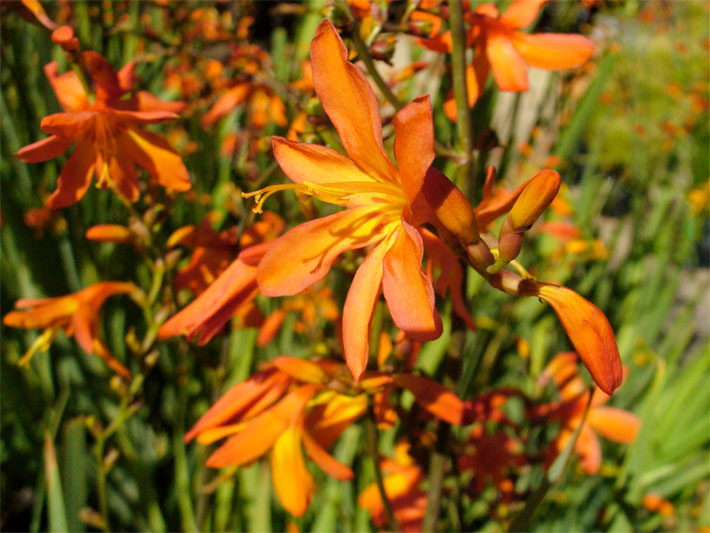 Orange-rote Blüte einer Gold-Montbretie, botanischer Name Crocosmia aurea