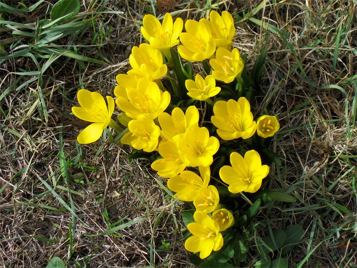 Gelb blühende Herbst-Goldbecher in der Natur, auch Sternbergien oder Gewitterblumen genannt, botanischer Name Sternbergia lutea