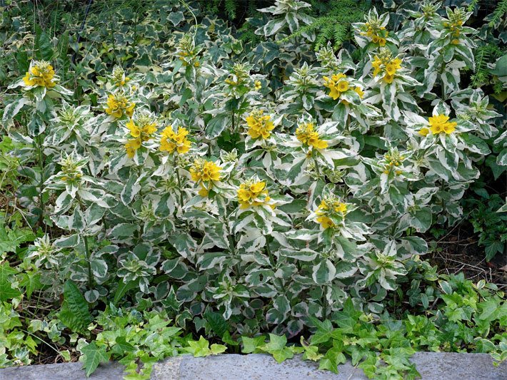 Weißrand-Goldfelberich der Sorte Alexander, botanischer Name Lysimachia punctata, mit gelben Blüten und weiß gerandeten grünen Blättern auf einer Feuchtwiese