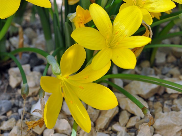 Gold-gelb blühende Goldkrokusse, botanischer Name Sternbergia lutea, die auch Sternbergien oder Winternarzissen genannt werden, in einem Herbst-Beet