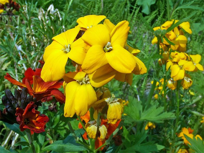 Gelbe Blüten einer Goldlack-Pflanzung, botanischer Name Erysimum cheiri
