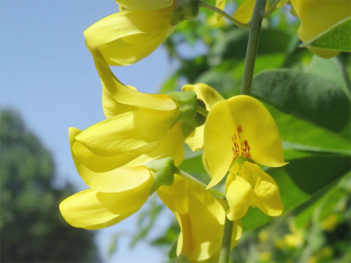 Gelb blühender Gemeiner / Gewöhnlicher Goldregen mit Flügeln und Schiffchen, botanischer Name Laburnum anagyroides, mit der Form von Schmetterlingsblüten