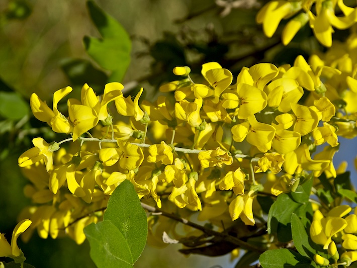 Gelb blühender Gemeiner/Gewöhnlicher Goldregen, botanischer Name Laburnum anagyroides
