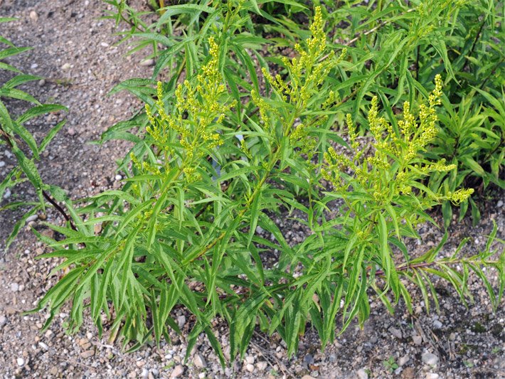 Goldrute mit gelben, körbchenförmigen Blüten