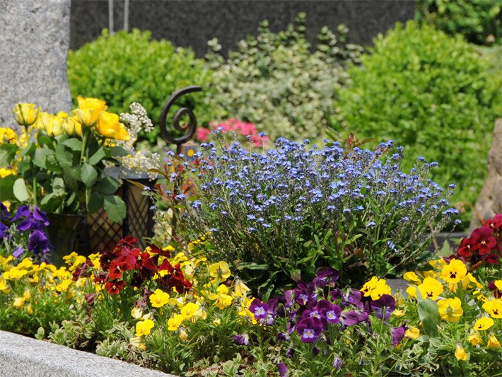 Grab mit Stiefmütterchen und gelben Rosen ohne Grabschmuck und Gestecke