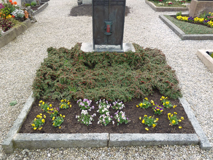 Blumen-Beispiel für eine Grabbepflanzung auf einem Friedhof mit einer Teppich-Zwergmispel (Cotoneaster dammeri) und roten Früchten sowie verschieden-farbigen Garten-Stiefmütterchen (Viola wittrockiana)