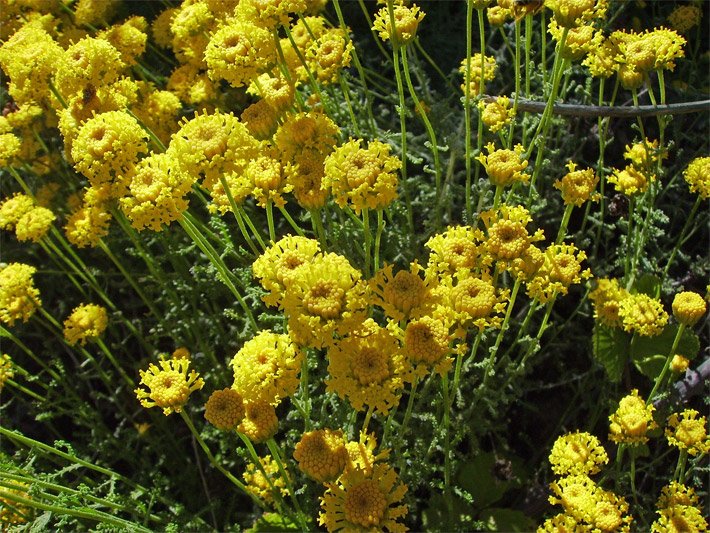 Leuchtend gelbe, kugelförmige Blüten von einem Grauen Heiligenkraut