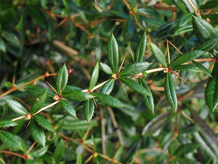 Blattdornen und dunkelgrüne, ledrige, gesägte Blätter einer Großblättrigen Berberitze, botanischer Name Berberis julianae