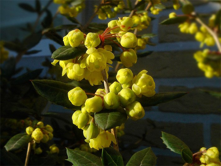 Gelbe Blüten einer Großblättrigen Berberitze oder auch Julianes Berberitze, botanischer Name Berberis julianae)