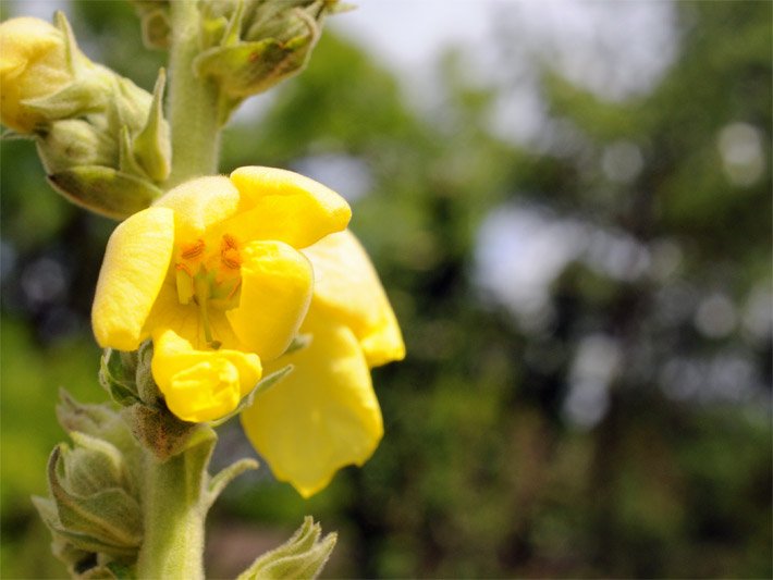 Blüten-Pollen bietende Scheibenblüte mit gold-gelber Blütenfarbe einer Großblütigen Königskerze, botanischer Name Verbascum densiflorum oder Verbascum thapsiforme