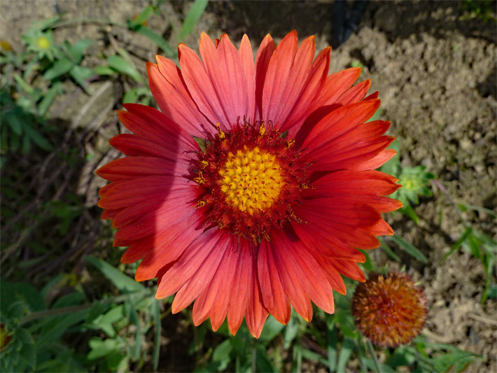 Großblumige Kokardenblume der Sorte Burgunder, botanischer Name Gaillardia x grandiflora, mit Körbchenblüte bestehend aus mittig angordneten, honiggelben Röhrenblüten und tiefroten Zungenblüten, in einem Staudenbeet