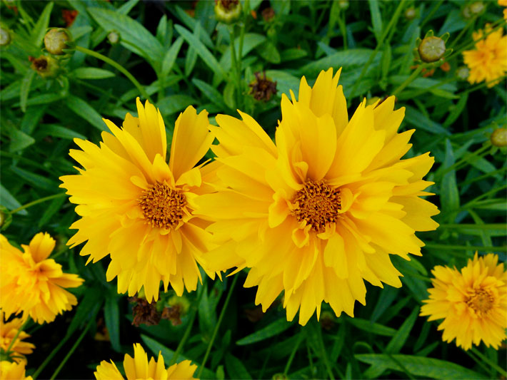 Gold-gelbe Blüten von einem Großblumigen Mädchenauge, botanischer Name Coreopsis grandiflora, in einem Blumenbeet