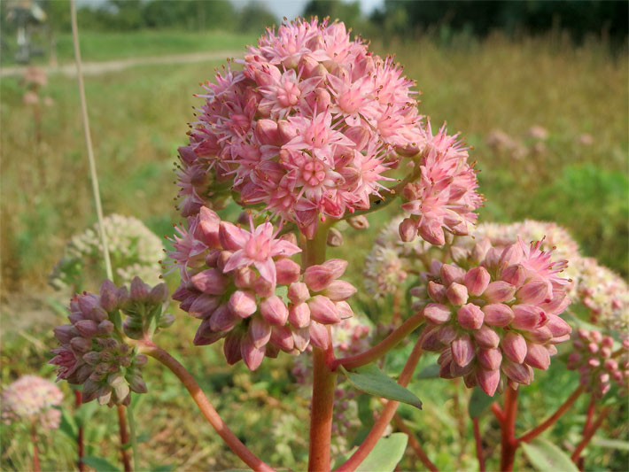 Purpur-rote, vielblütig-große Blütenstände einer Hohen Fetthenne / Fetten Henne der Sorte Herbstfreude in freier Natur, lateinischer Name Hylotelephium telephium