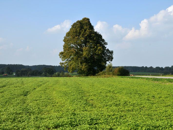 Freistehende große Hainbuche im Spätsommer auf dem Land