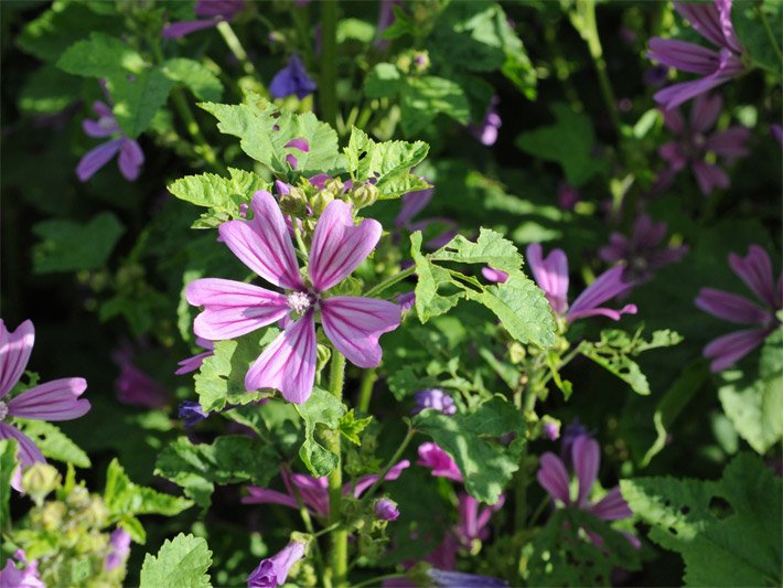 Wilde Malve bzw. Große Käsepappel, botanischer Name Malva sylvestris, mit rosavioletter, fünf-blättriger, gestreifter Blüte im Wald