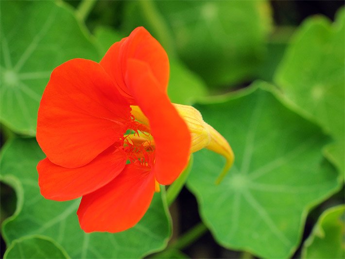 Rot blühende Große Kapuzinerkresse, botanisch (Tropaeolum majus), mit grünen schildförmigen Pflanzen-Blättern