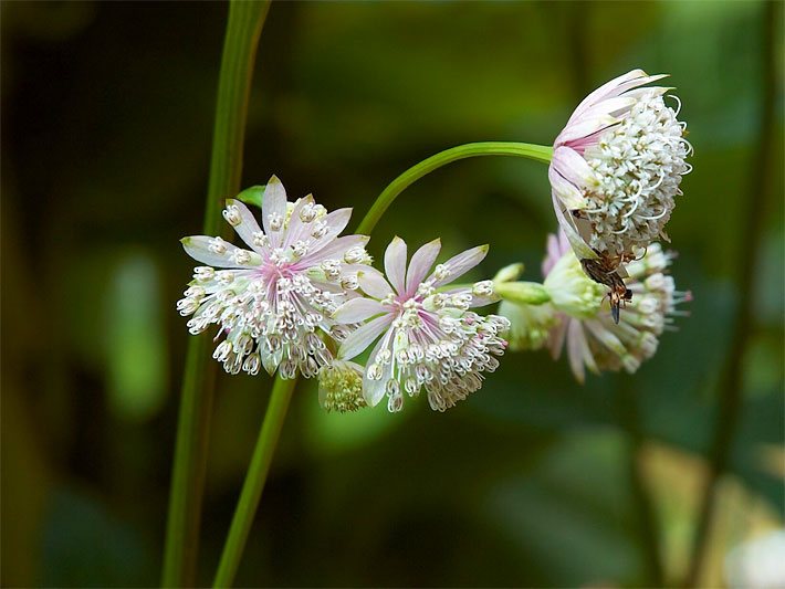 Weiss-rosa Blüten einer Sterndolde am Rand von Gehölzen