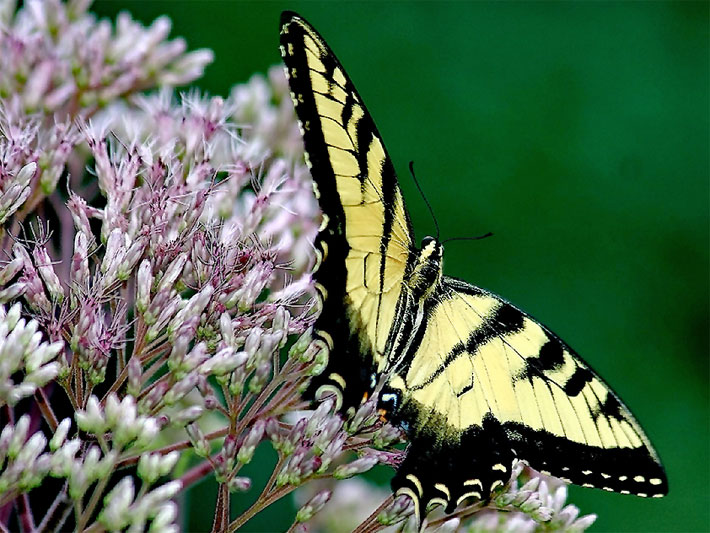 Ein hellgelb-schwarz gemusterter Schmetterling (Östlicher Tigerschwalbenschwanz) auf einem Großen Wasserdost, botanischer Name Eupatorium fistulosum