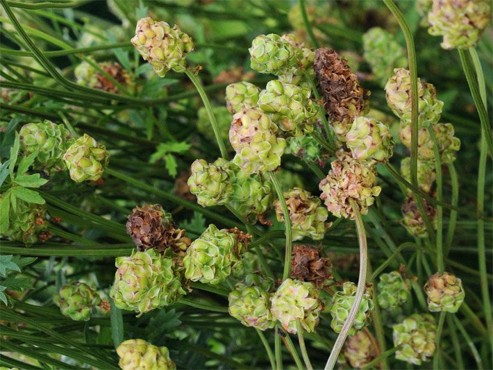 Hellgrüne und rotbraune Blütenköpfe vom Grossen Wiesenknopf, botanischer Name Sanguisorba officinalis, vor Beginn der Blüte