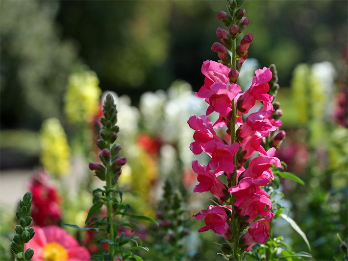 Rote Blüten von einem Großen Garten-Löwenmaul, botanischer Name Antirrhinum majus in einem Sommer-Beet