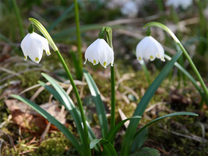 Weiß blühende Große Schneeglöckchen, auch Märzenbecher, botanischer Name Leucojum vernum, mit hängenden Glocken-Blüten