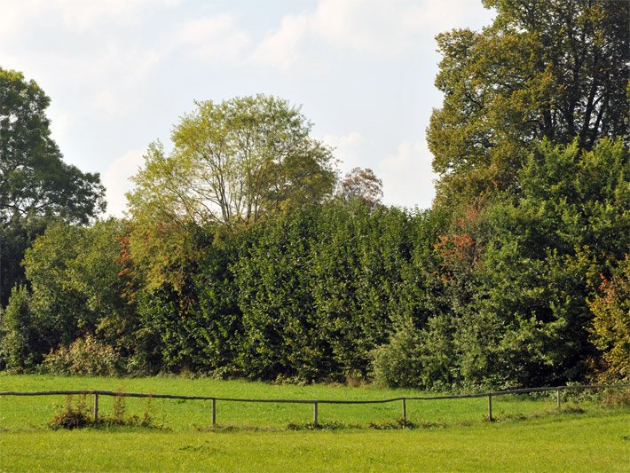 Wild wachsende Großsträucher am Rand einer Wiese auf dem Land