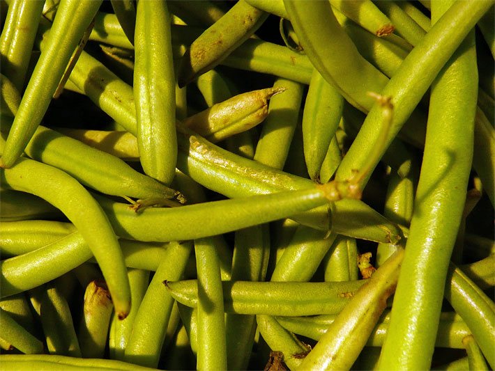 Grüne Bohnen nach der Ernte in einem Gemüse-Laden