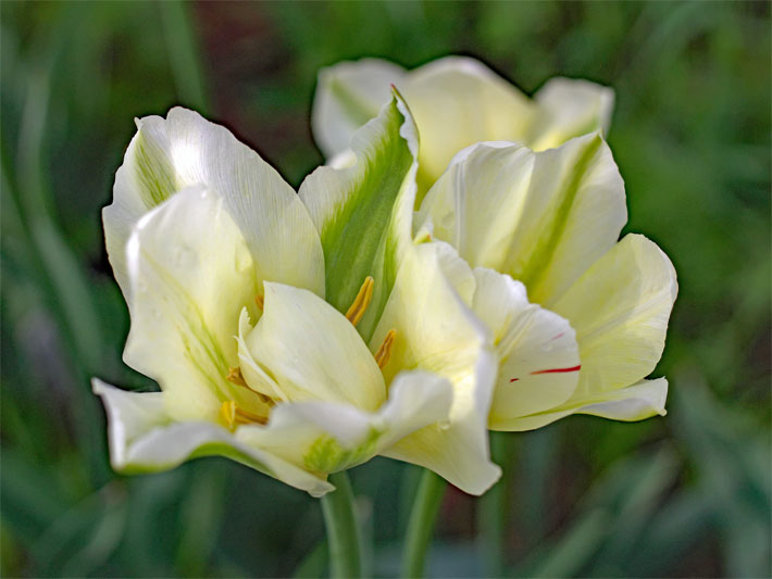 Grün blühende Viridiflora-Tulpe, botanischer Name Tulipa Spring Green, mit creme-weiß-gelber Blüten-Grund-Farbe und breiten grünen Streifen in einem Blumenkasten auf dem Balkon