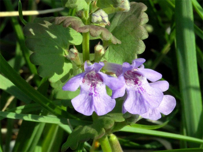 Gundermann (Gundelrebe), botanischer Name Glechoma hederacea, mit rosa Blüten und hellgrünen Blättern auf einer Wiese