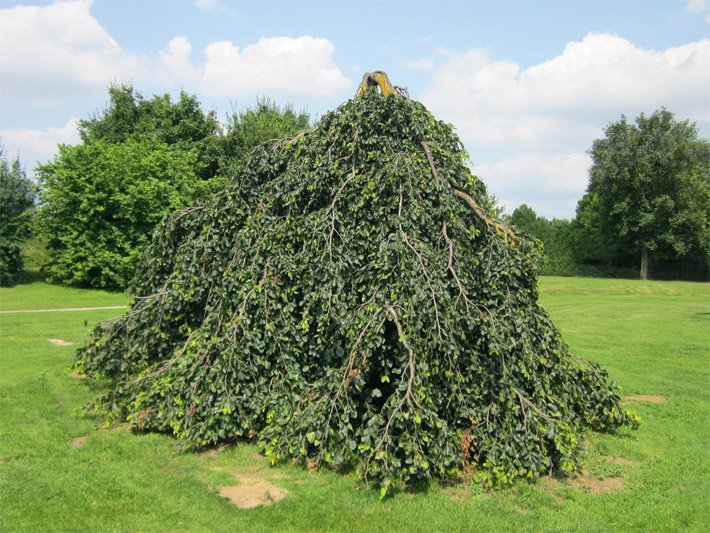 Mittelgrosse, dunkelgrün belaubte Hängebuche mit bis zum Rasen hängenden, dichten Zweigen in einem Park