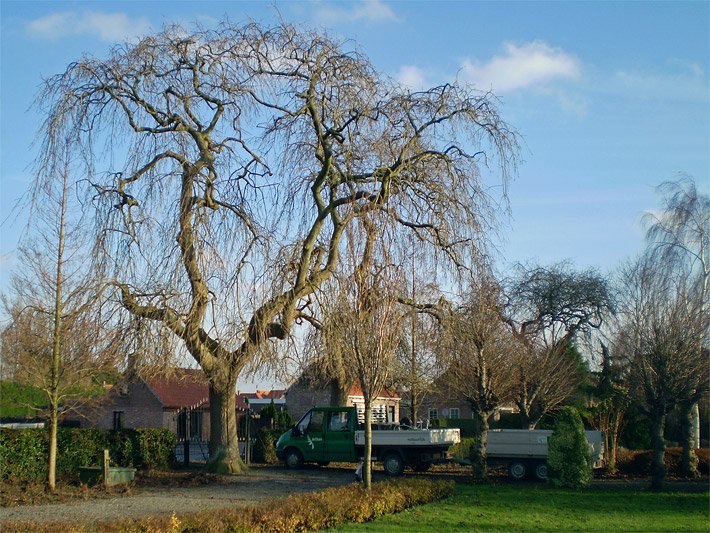 Hängeesche Fraxinus excelsior Pendula mit hängender Wuchsform