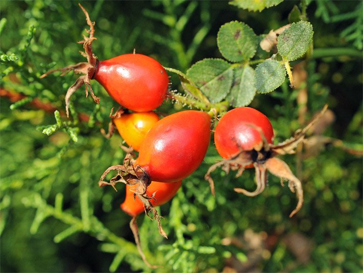 Orange-rote Hagebutten an einem Ast einer Hunds-Rose