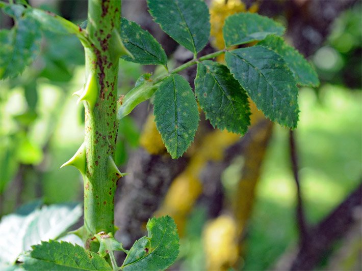 Blätter und Ast mit Stacheln einer Hundsrose / Hagrose, botanischer Name Rosa canina