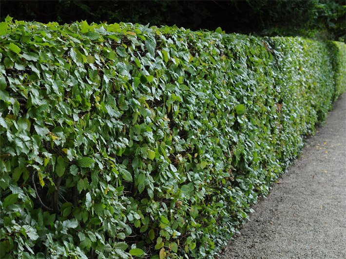 Grün belaubte Hainbuchenhecke mit Quader-Formschnitt