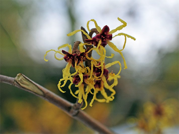 Blüte einer Japanischen Zaubernuss, botanischer Name Hamamelis japonica, mit dunkelrot-braun-schwarzen Kelchblättern und jeweils vier gelb bis dunkelgelben, gewellten Kronblättern