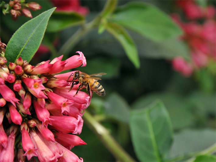Rotviolette Hammerstrauch-Blüte mit Biene