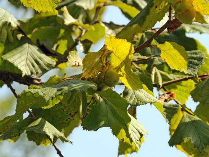 Ast von einem Haselnussstrauch, botanischer Name Corylus avellana, mit Blättern und Nuss-Früchten