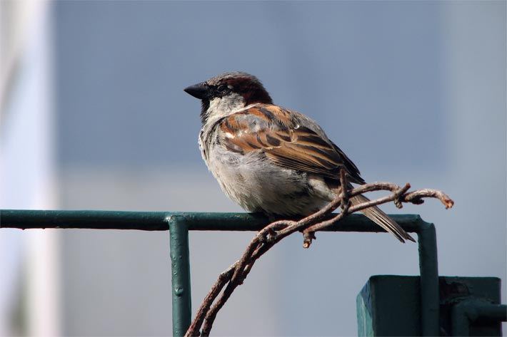 Haussperling im Frühling auf dem Ast von einem nicht ausgetriebenem Laubgehölze-Ast